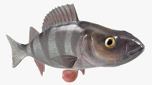 Attēlu rezultāti vaicājumam “Perca fluviatilis”