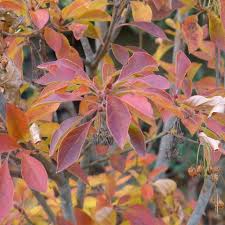 Attēlu rezultāti vaicājumam “Enkianthus campanulatus”