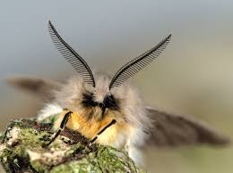 Attēlu rezultāti vaicājumam “Diaphora mendica”