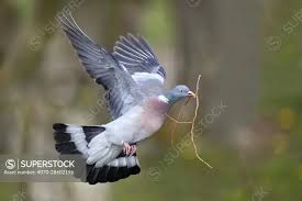 Image result for Columba palumbus
