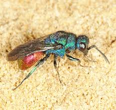 Attēlu rezultāti vaicājumam “Hedychrum sp.”