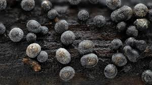 Attēlu rezultāti vaicājumam “Badhamia panicea”