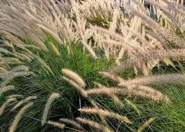 Attēlu rezultāti vaicājumam “Gramineae”