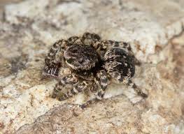 Attēlu rezultāti vaicājumam “Aelurillus v-insignitus”