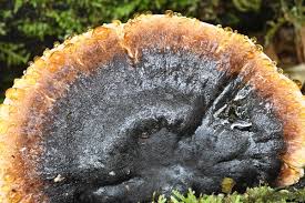 Attēlu rezultāti vaicājumam “Ischnoderma benzoinum”