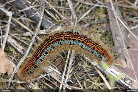 Attēlu rezultāti vaicājumam “Gulielmina vermicularis macro”