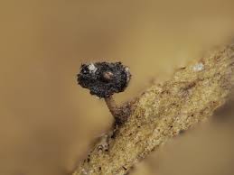 Attēlu rezultāti vaicājumam “Didymium xanthopus stalked”