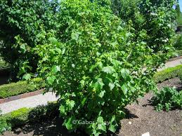 Attēlu rezultāti vaicājumam “Ribes nigrum”