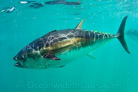 Image result for Thunnus maccoyii