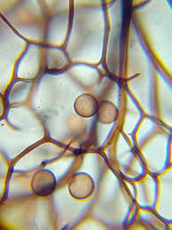 Attēlu rezultāti vaicājumam “Comatricha elegans”