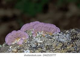 Attēlu rezultāti vaicājumam “Trichaptum biforme”