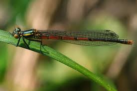 Attēlu rezultāti vaicājumam “Pyrrhosoma nymphula”