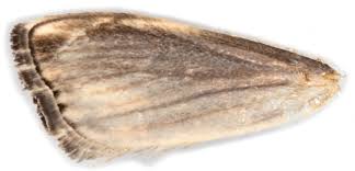 Attēlu rezultāti vaicājumam “Catoptria verellus”