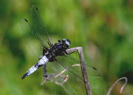 Attēlu rezultāti vaicājumam “Libellula fulva”