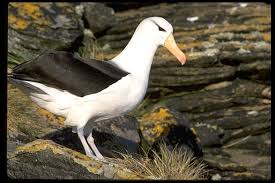 Image result for Thalassarche melanophris