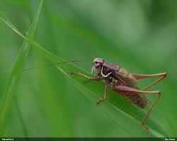 Attēlu rezultāti vaicājumam “Badhamia juliae macro”