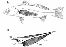 Image result for Cynoscion regalis