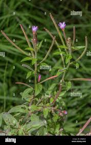 Attēlu rezultāti vaicājumam “Epilobium palustre”