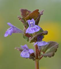 Attēlu rezultāti vaicājumam “Glechoma hederacea leaf”
