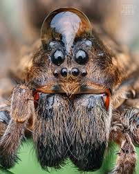 Attēlu rezultāti vaicājumam “Lycosidae”