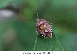 Attēlu rezultāti vaicājumam “Dolycoris baccarum”