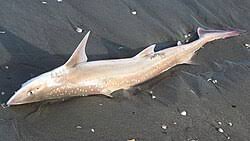 Image result for Mustelus antarcticus