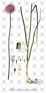 Attēlu rezultāti vaicājumam “Allium scorodoprasum leaf”