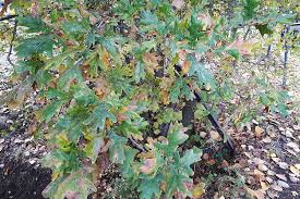 Attēlu rezultāti vaicājumam “Tischeria complanella larva”