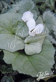 Attēlu rezultāti vaicājumam “Cyclamen hederifolium”