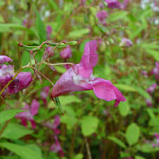 Image result for Impatiens glandulifera