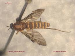 Attēlu rezultāti vaicājumam “Sylvicola sp.”