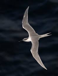 Attēlu rezultāti vaicājumam “Sterna sandvicensis adult”