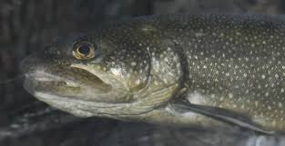 Image result for Salvelinus namaycush