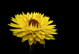 Image result for Strohblume