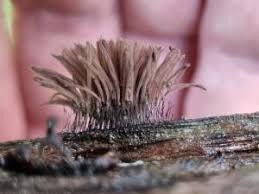 Attēlu rezultāti vaicājumam “Stemonitis axifera young”