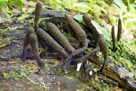 Attēlu rezultāti vaicājumam “Xylaria longipes”