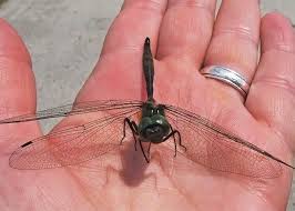 Attēlu rezultāti vaicājumam “Cordulidae”