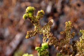 Attēlu rezultāti vaicājumam “Ptilidium pulcherrimum”