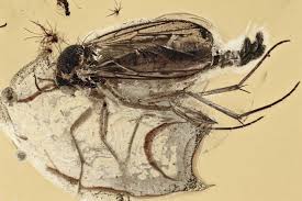 Attēlu rezultāti vaicājumam “Mycetophilidae”