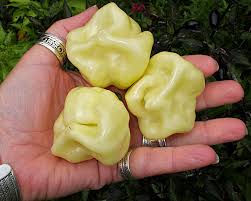 Afbeeldingsresultaat voor white habanero hot pepper