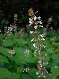 Attēlu rezultāti vaicājumam “Circaea lutetiana flower”