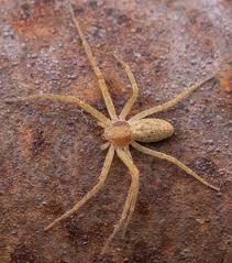 Attēlu rezultāti vaicājumam “Philodromus sp.”