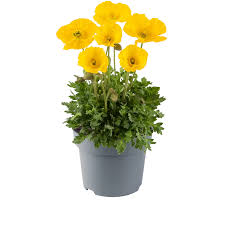 Image result for Papaver nudicaule