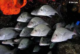 Image result for Haemulon album