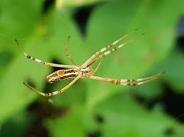Image result for st andrews cross spider