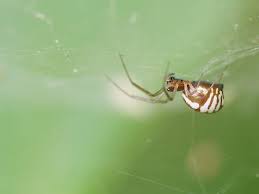 Attēlu rezultāti vaicājumam “Linyphiidae”