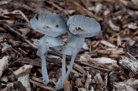 Attēlu rezultāti vaicājumam “Coprinus lagopus”
