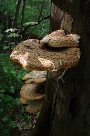 Attēlu rezultāti vaicājumam “Polyporus squamosus”