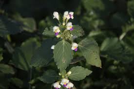 Attēlu rezultāti vaicājumam “Galeopsis speciosa leaf”