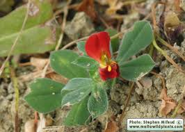 Image result for Lotus tetragonolobus